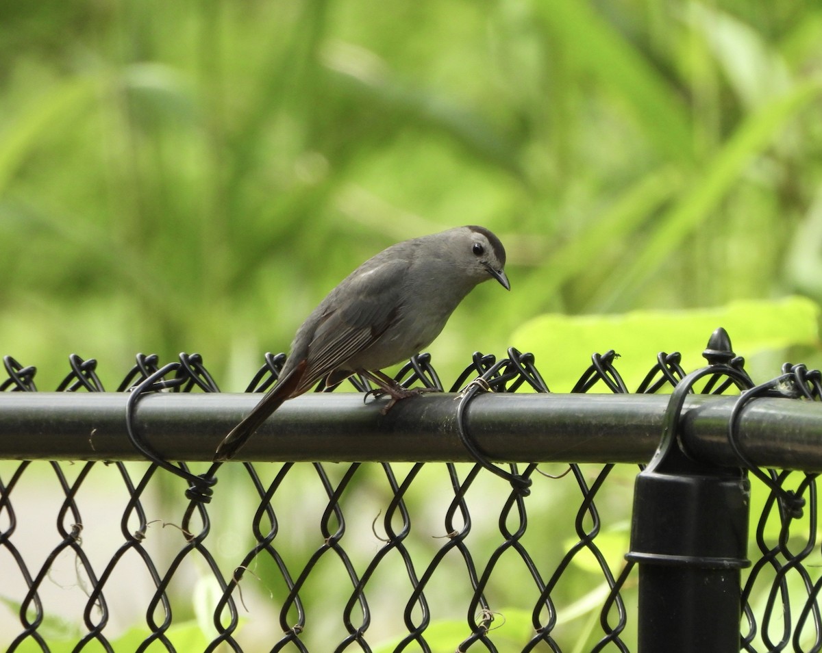 Gray Catbird - Jay Luke