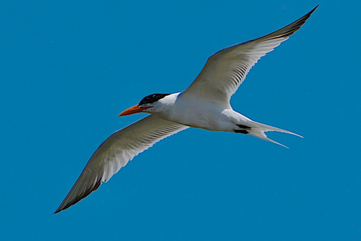 Royal Tern - James Bourne