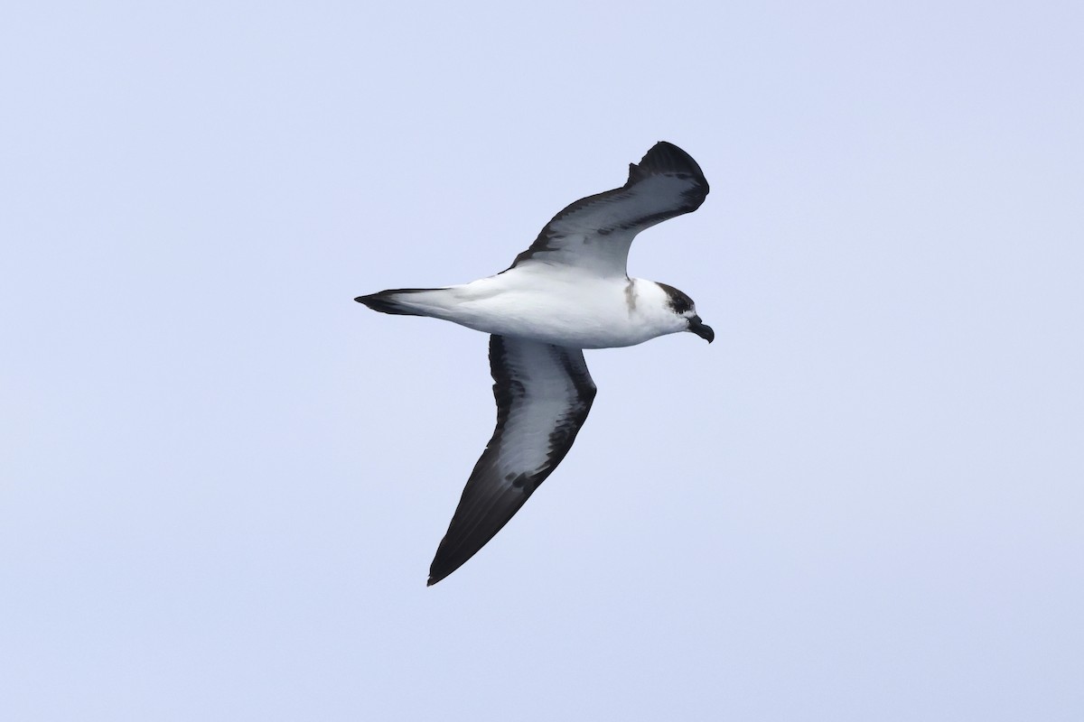 Black-capped Petrel - Michael McCloy