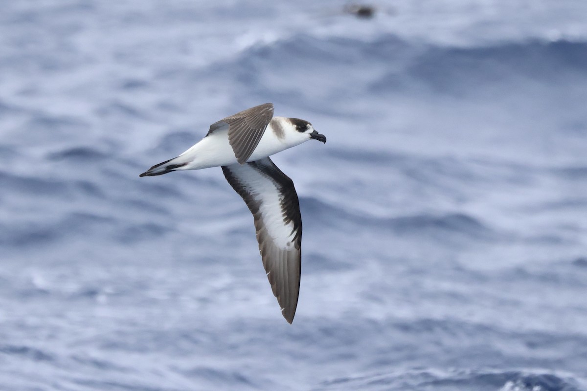 Black-capped Petrel - Michael McCloy