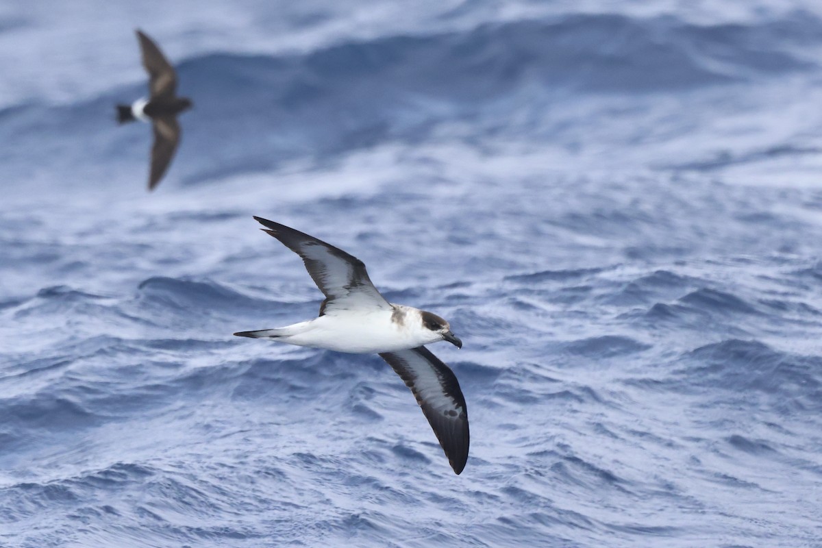 Black-capped Petrel - Michael McCloy