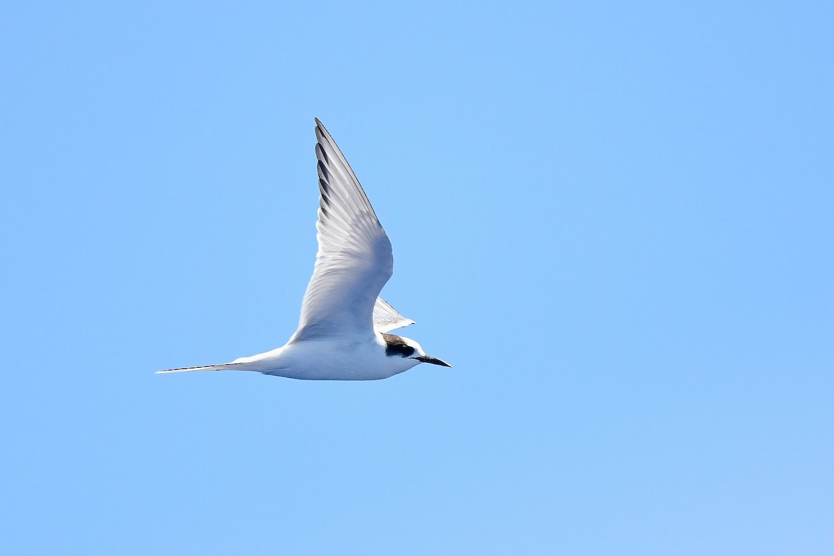 Arctic Tern - Kate Sutherland