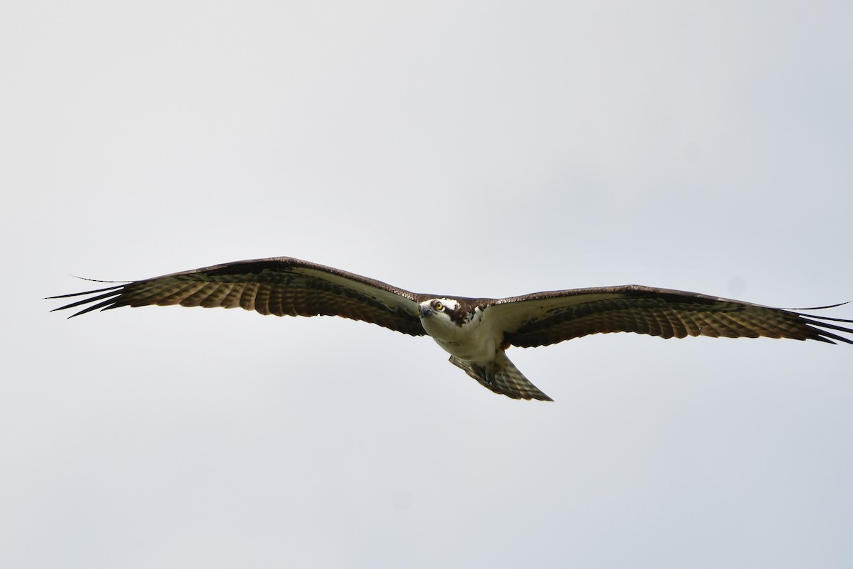 Osprey - Michele Chartier