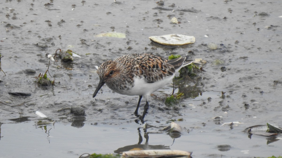 Sanderling - Vincent Glasser