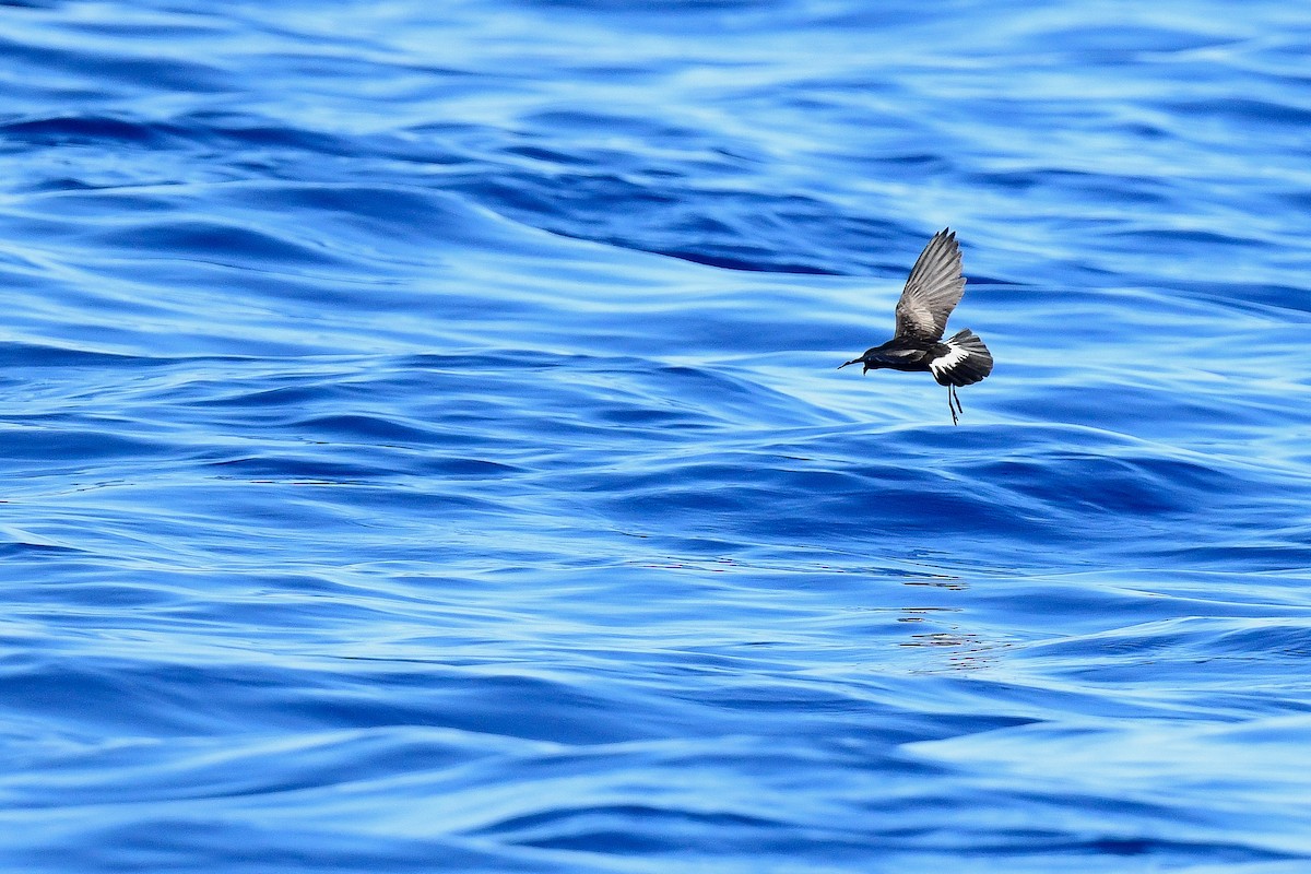 Wilson's Storm-Petrel - Kate Sutherland