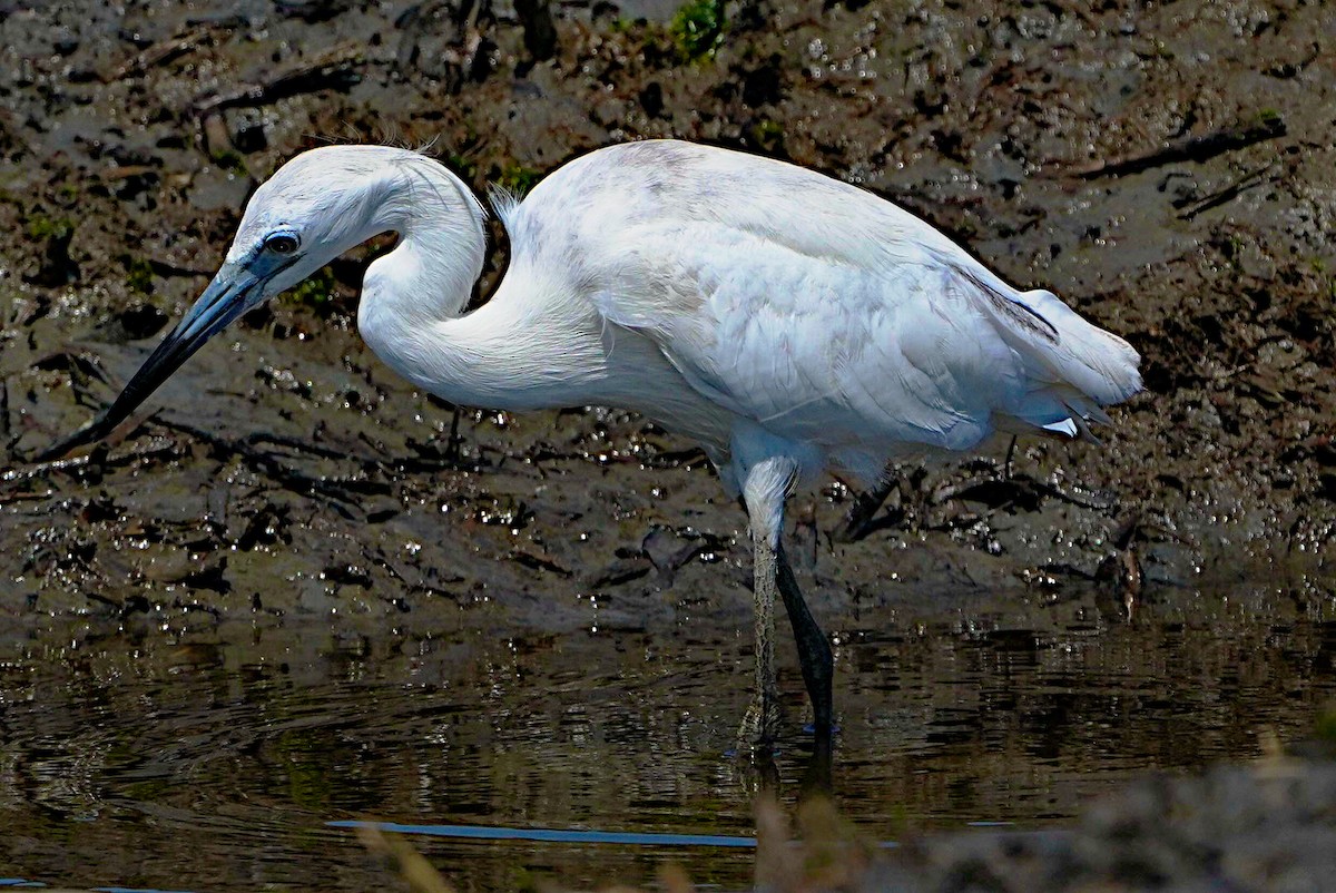 Little Blue Heron - James Bourne