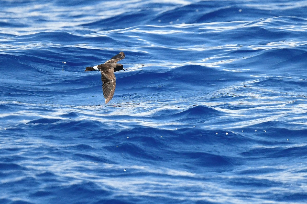 Band-rumped Storm-Petrel - Kate Sutherland