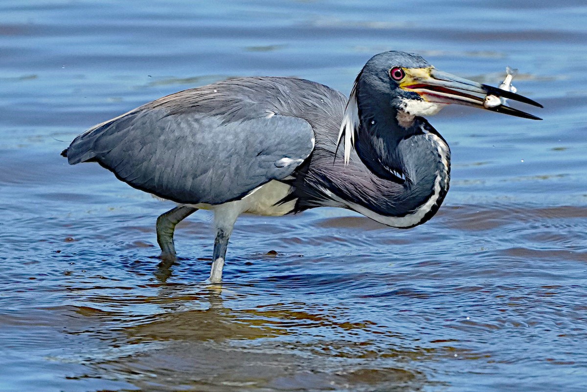 Tricolored Heron - James Bourne