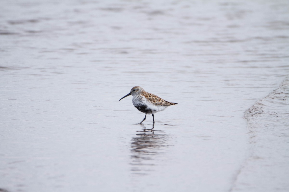 Dunlin - Susan Fagan