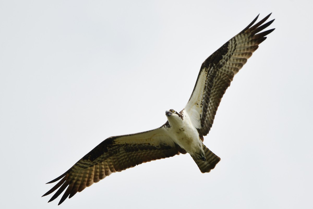 Osprey - Michele Chartier