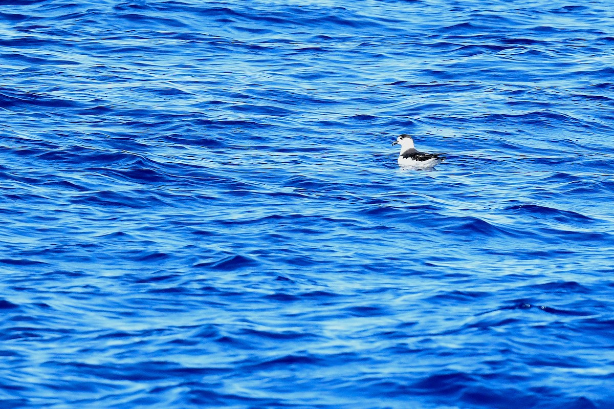 Black-capped Petrel (White-faced) - Kate Sutherland