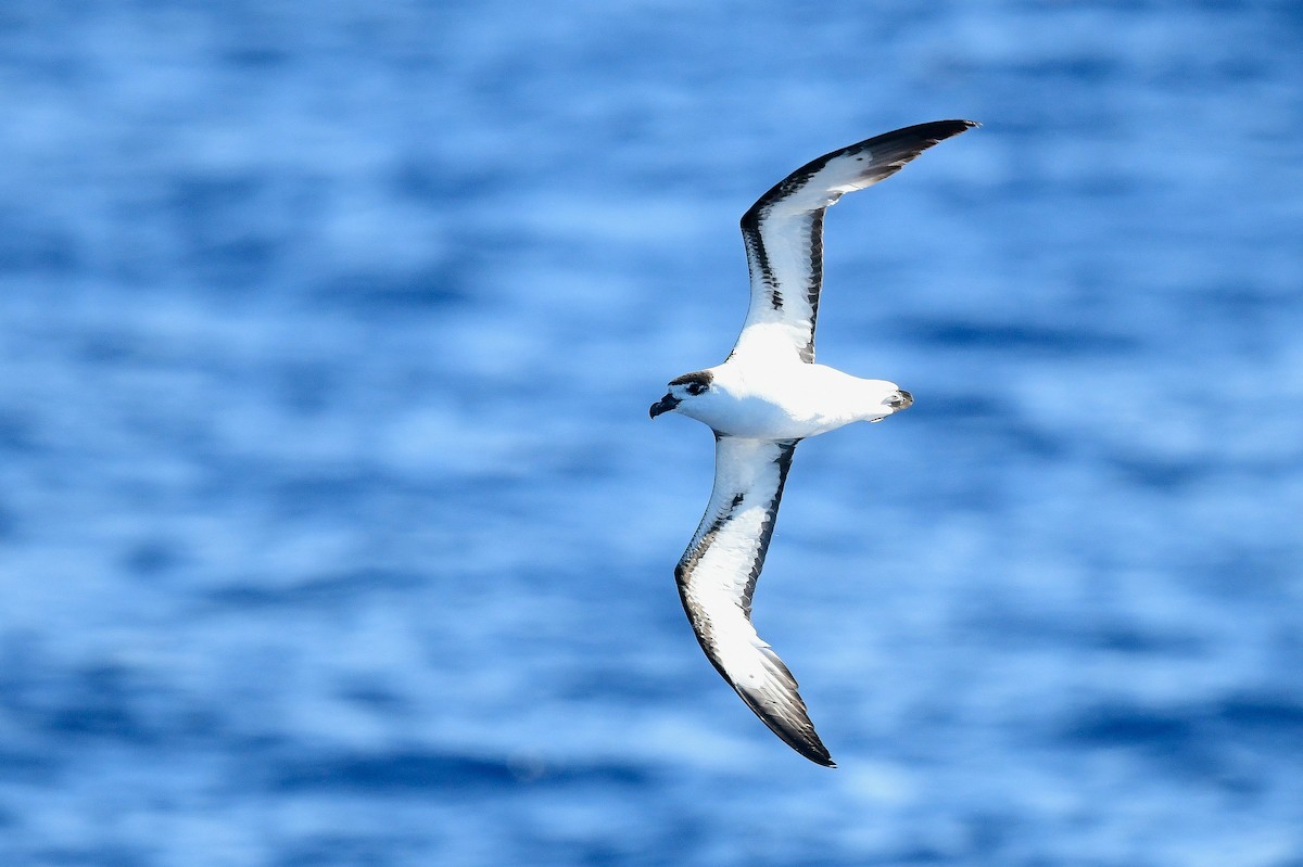 Black-capped Petrel (White-faced) - Kate Sutherland