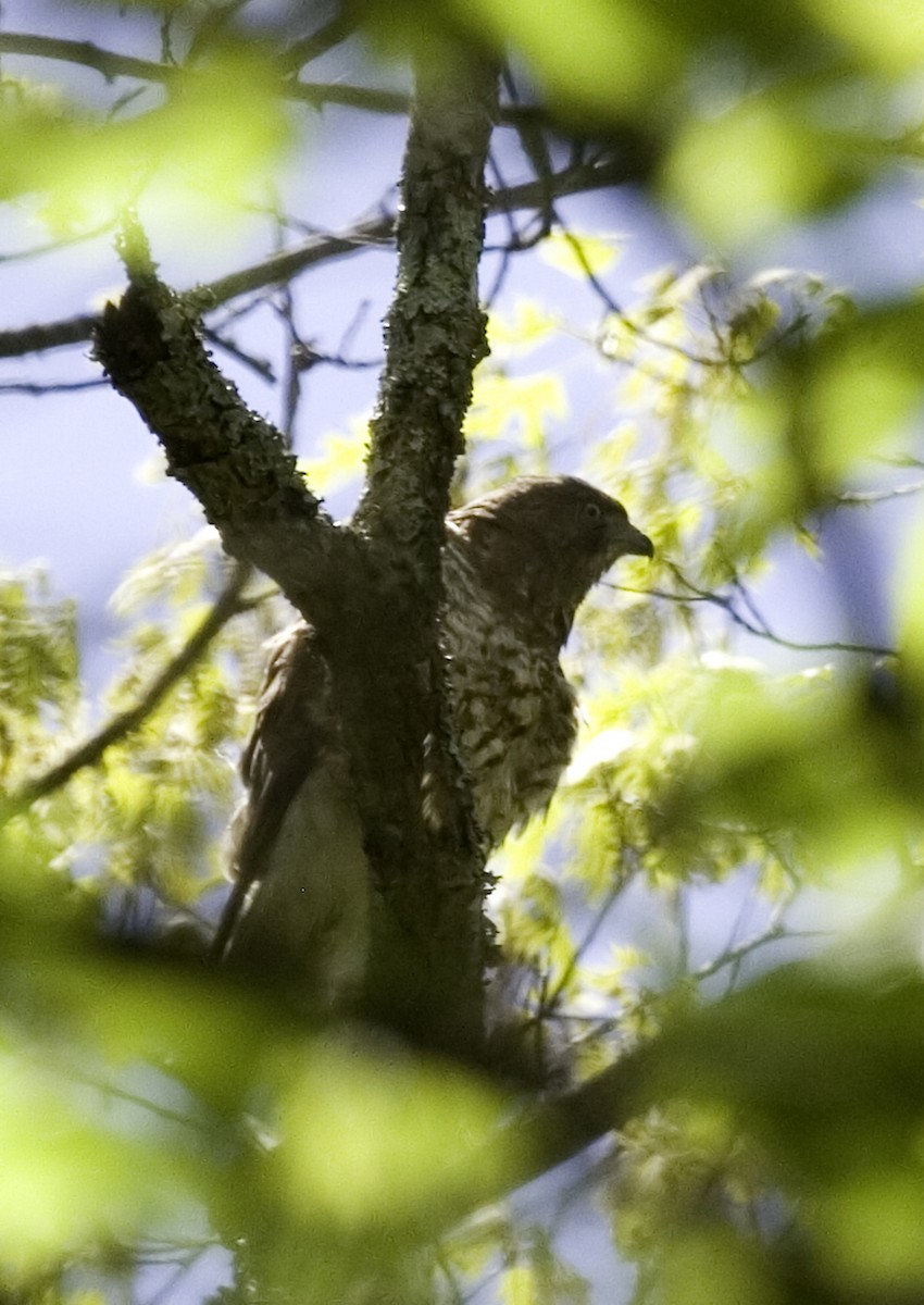 Broad-winged Hawk - Rachel Holzman