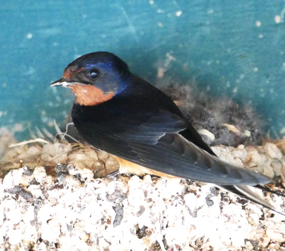 Barn Swallow - Diane Stinson