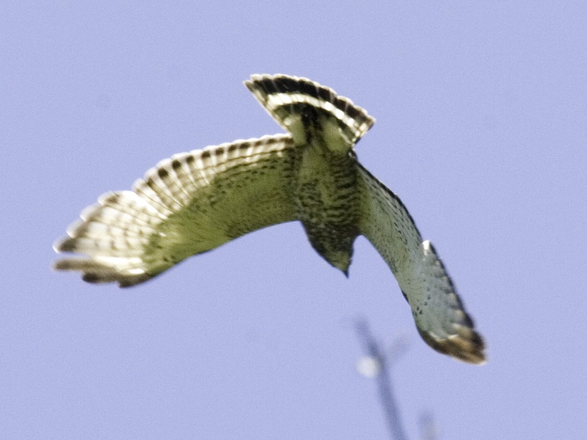 Broad-winged Hawk - Rachel Holzman