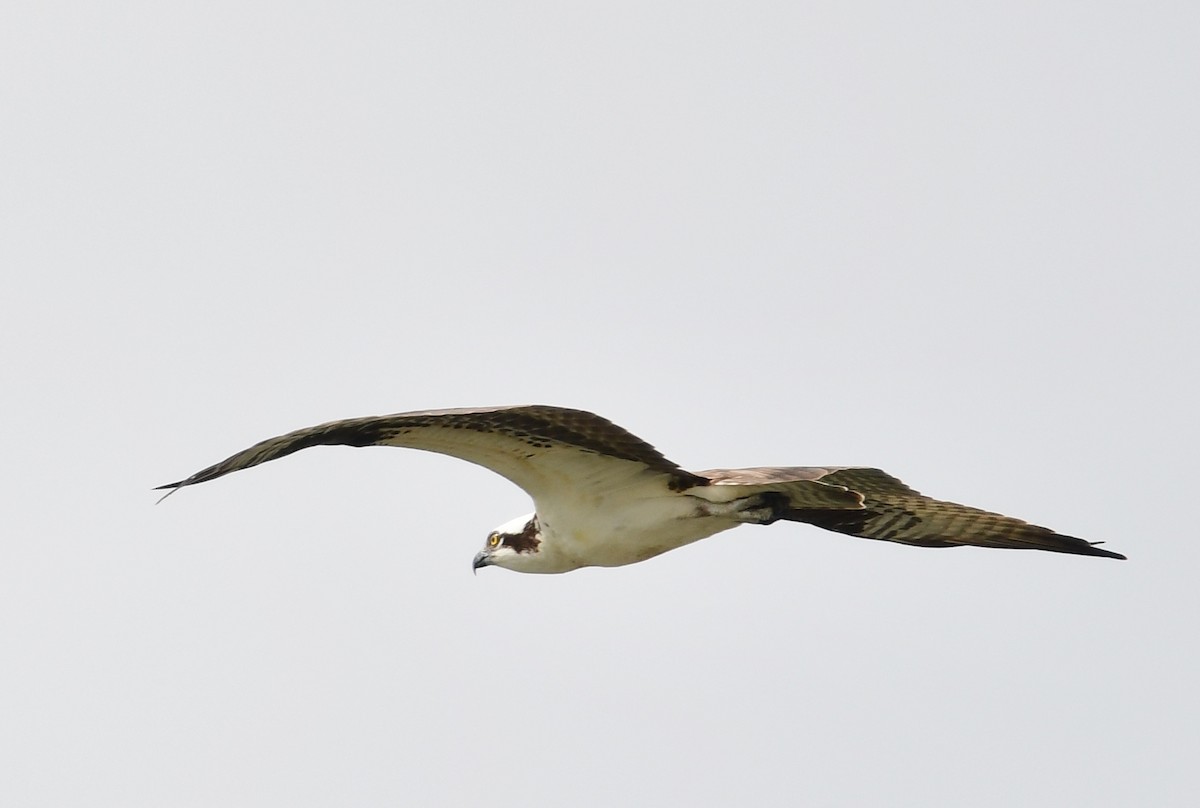 Osprey - Michele Chartier