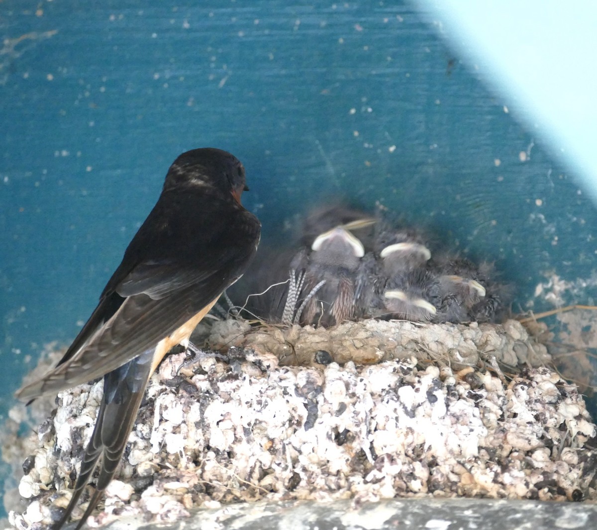 Barn Swallow - Diane Stinson