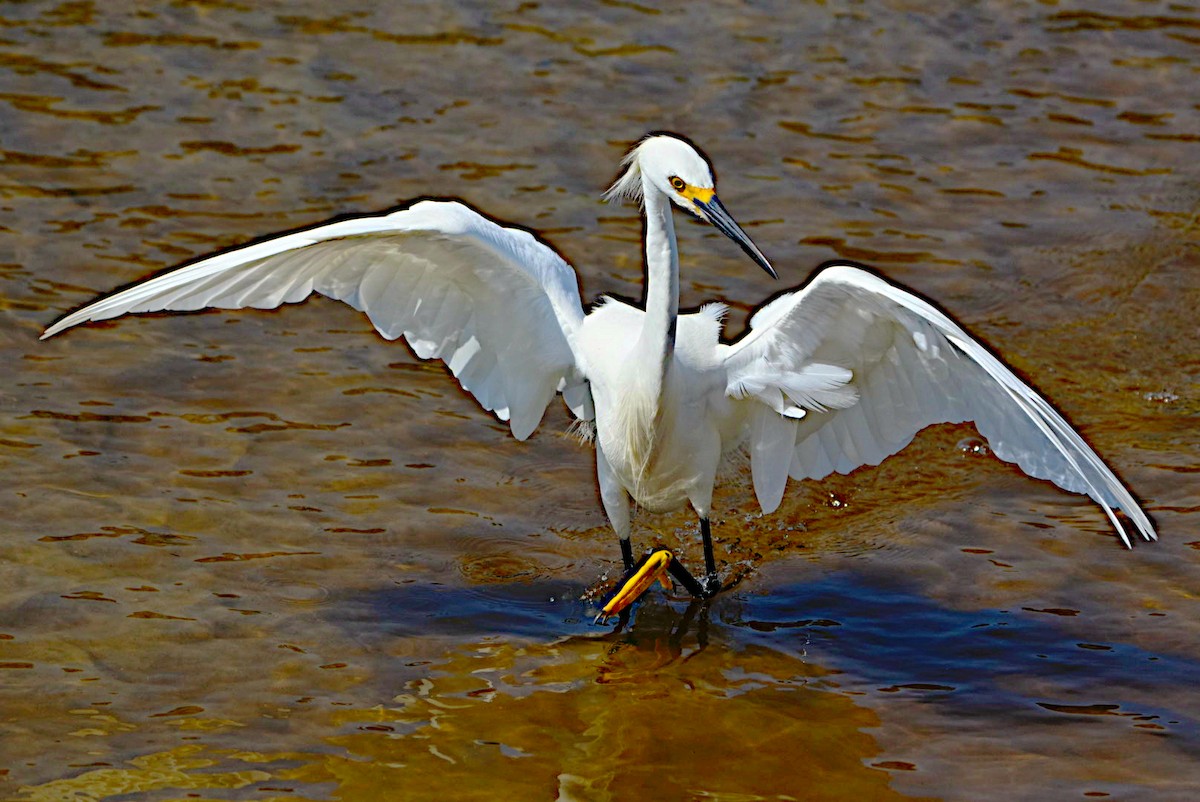 Snowy Egret - James Bourne