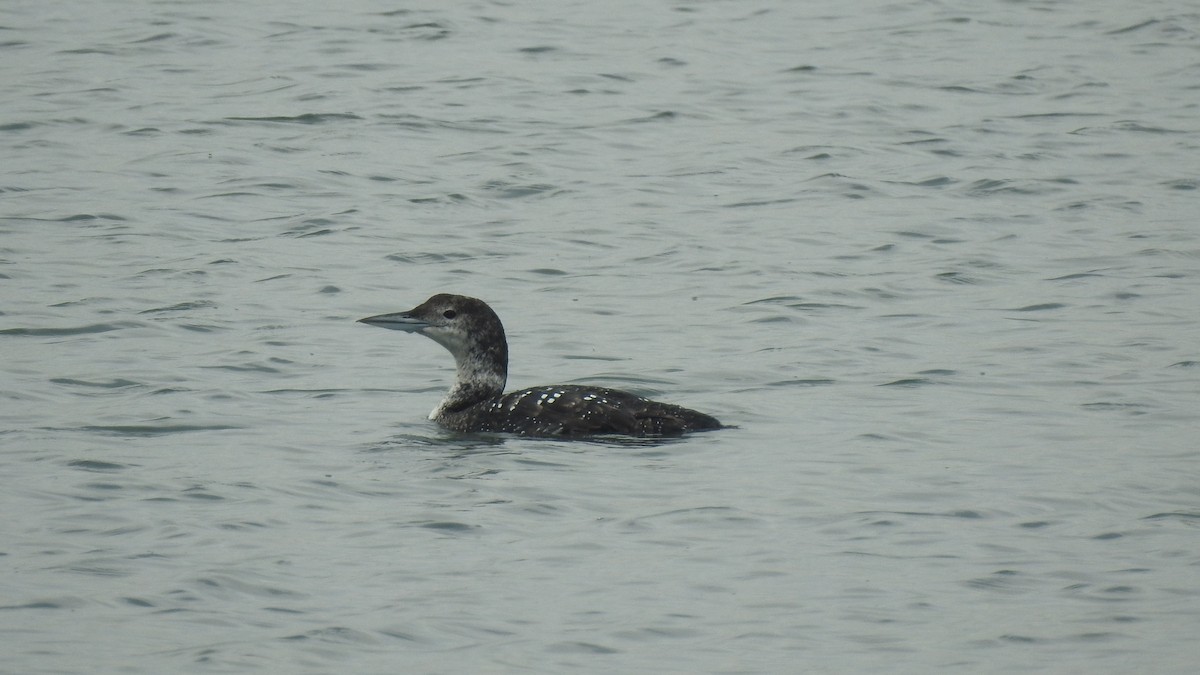 Common Loon - Vincent Glasser