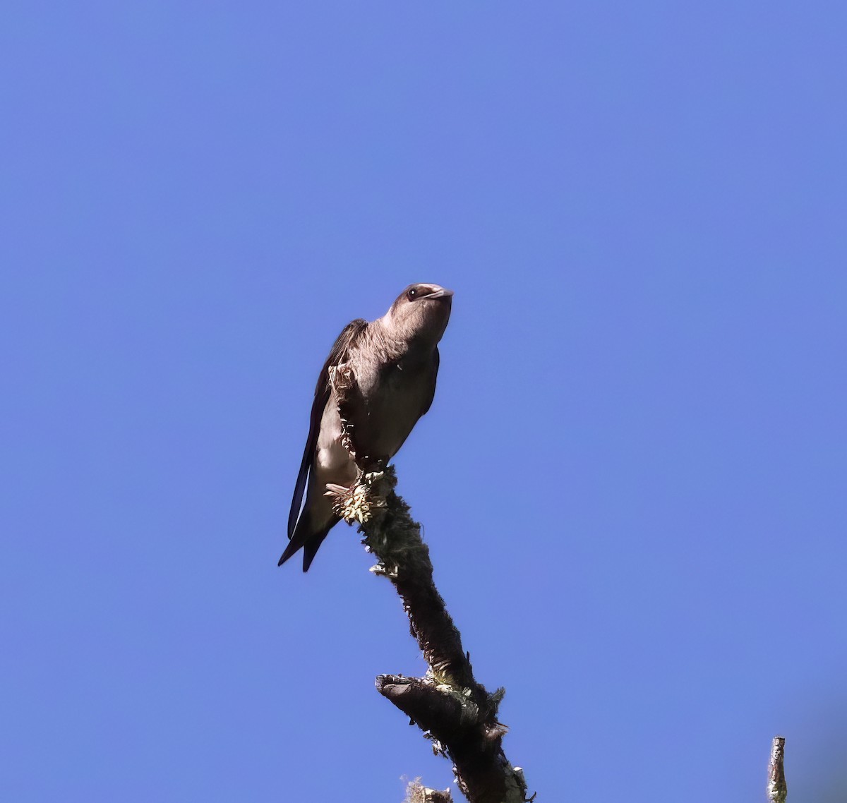 Purple Martin - David Ekdahl