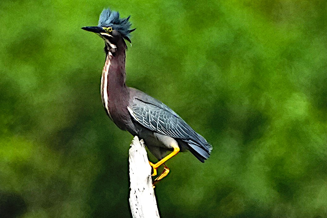 Green Heron - James Bourne