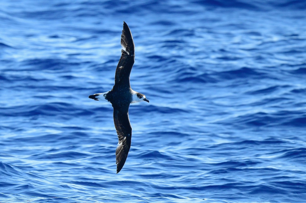 Black-capped Petrel - Kate Sutherland