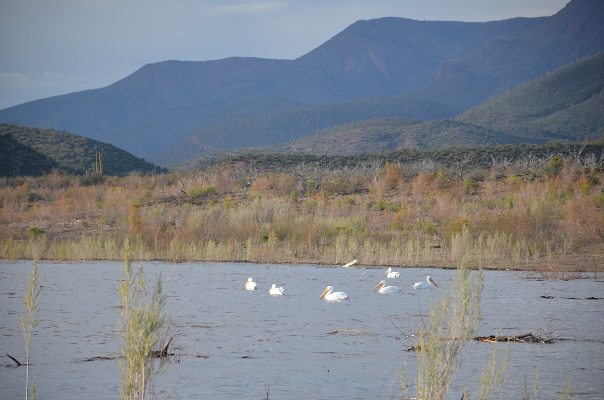 American White Pelican - ML619505961