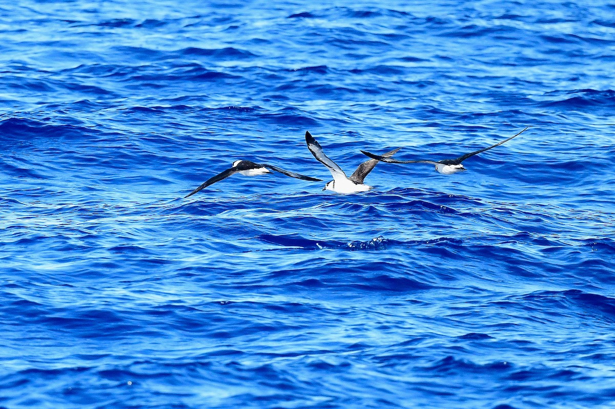 Black-capped Petrel - Kate Sutherland