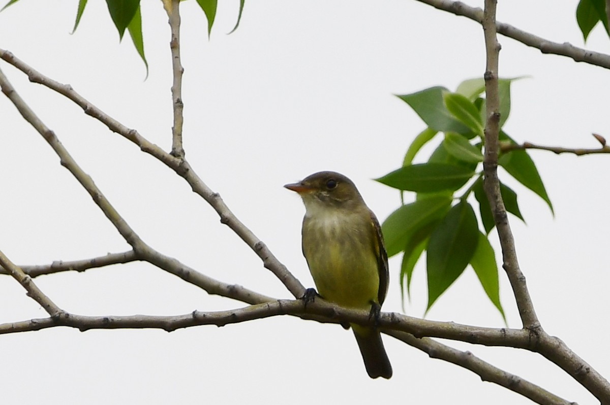 Willow Flycatcher - Michele Chartier