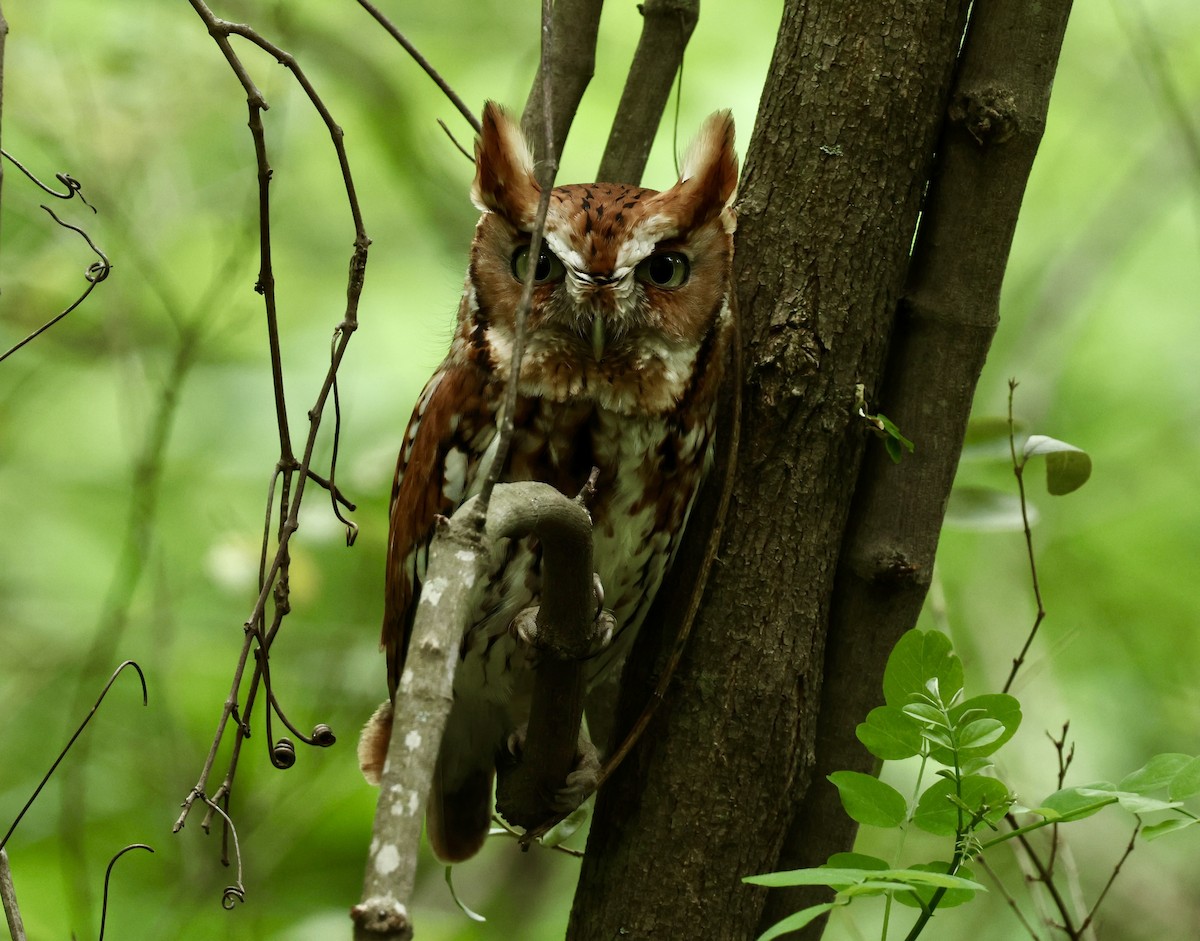 Eastern Screech-Owl - Grace Simms  🐦‍⬛