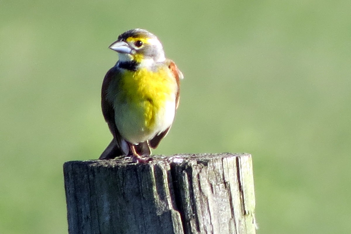 Dickcissel - Susan Freemire