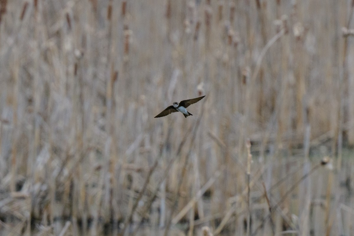 Bank Swallow - John Kuenzli