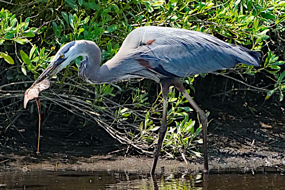 Great Blue Heron - James Bourne