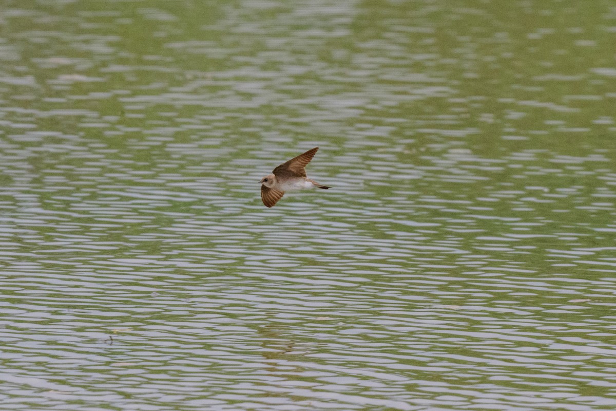 Northern Rough-winged Swallow - John Kuenzli