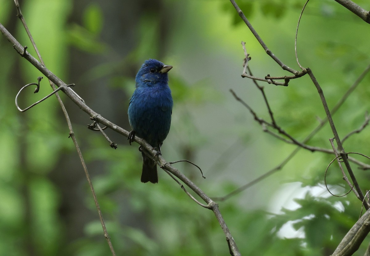 Indigo Bunting - Grace Simms  🐦‍⬛