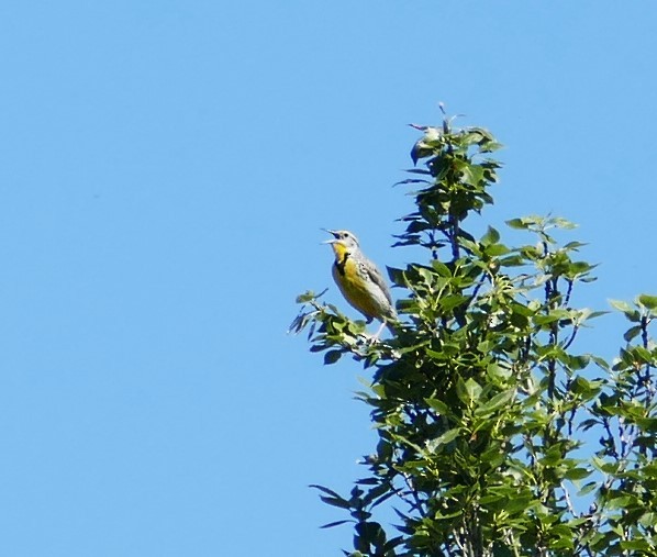 Western Meadowlark - Diane Stinson