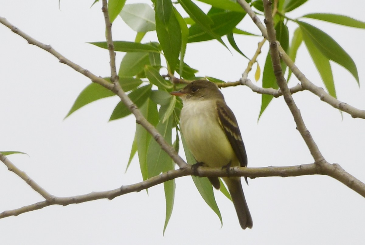 Willow Flycatcher - Michele Chartier