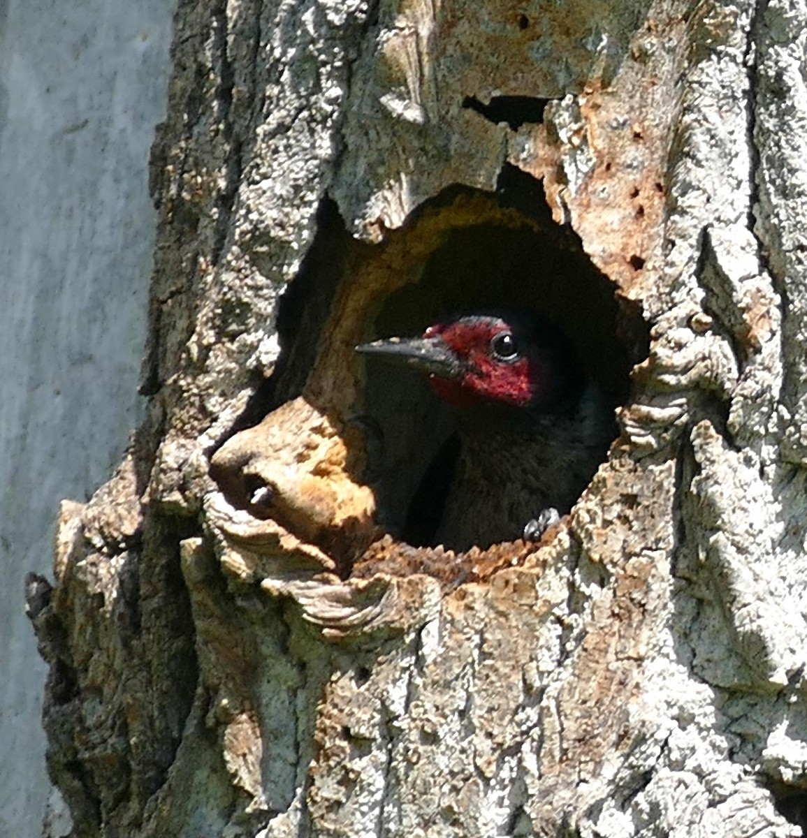 Lewis's Woodpecker - ML619505992