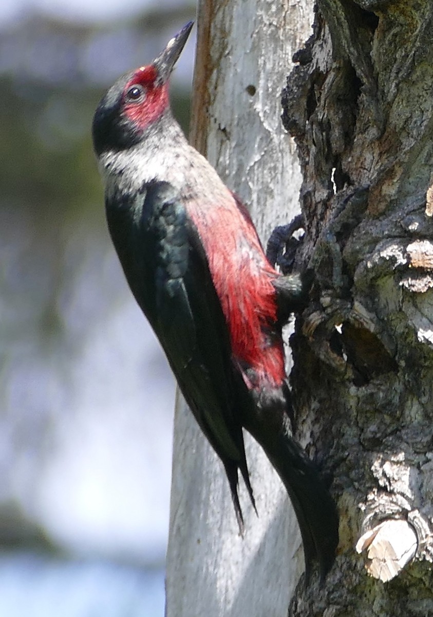 Lewis's Woodpecker - Diane Stinson