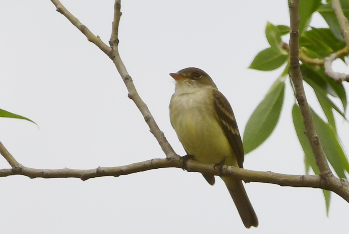 Willow Flycatcher - Michele Chartier