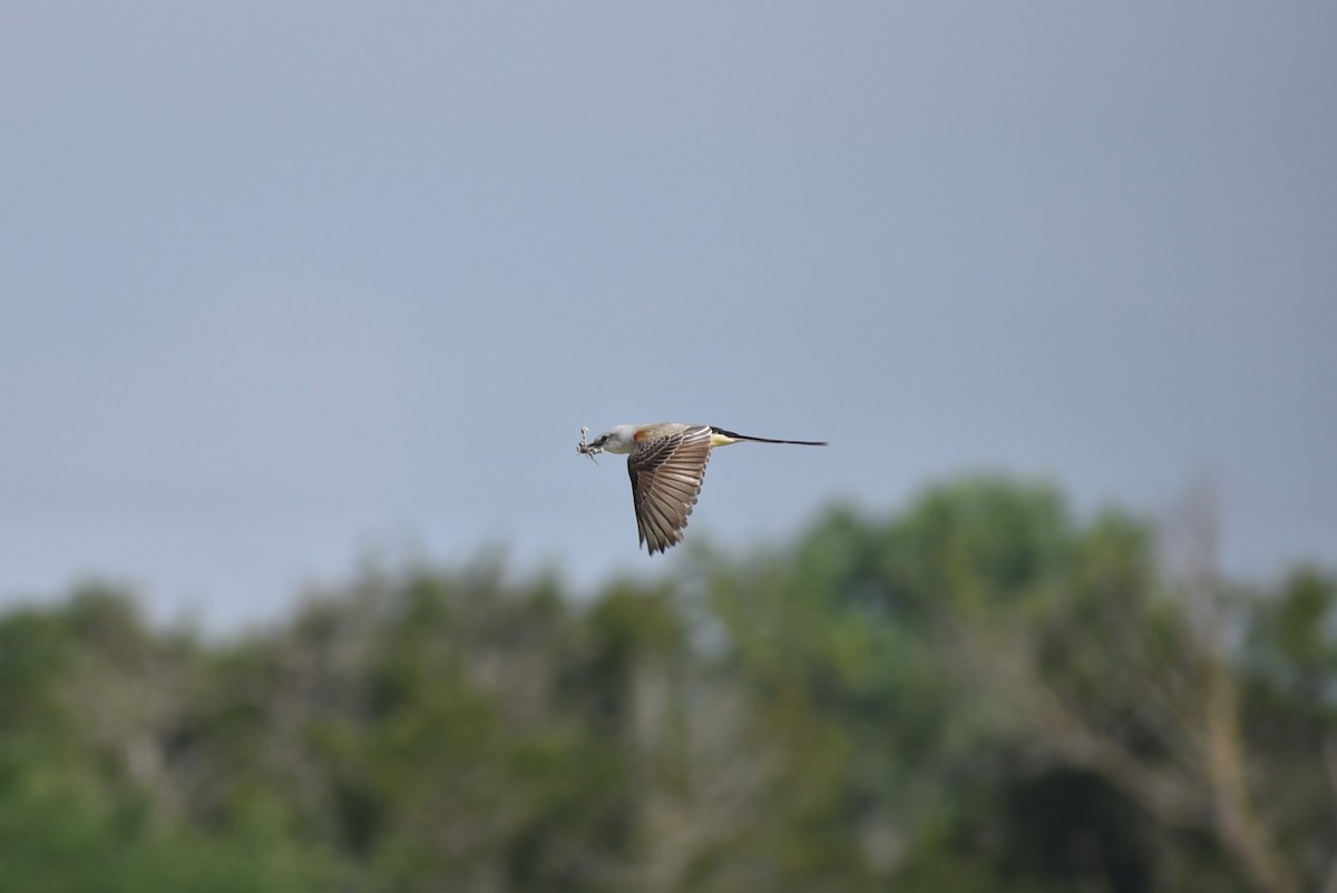 Scissor-tailed Flycatcher - Parker Bradley