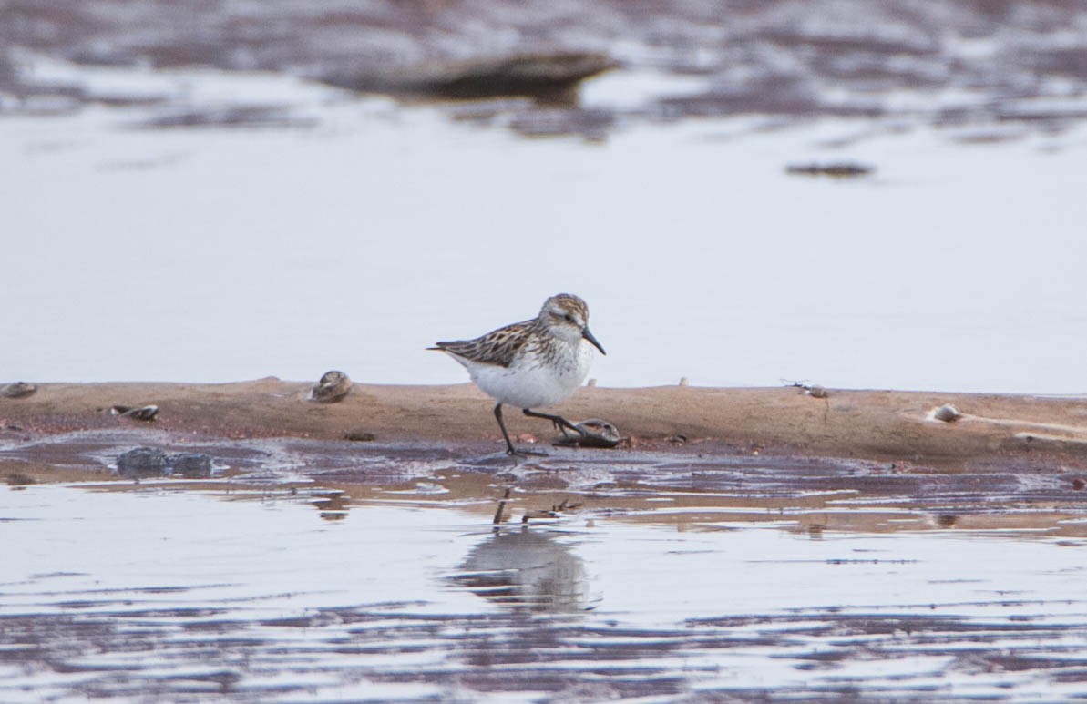 Semipalmated Sandpiper - Susan Fagan