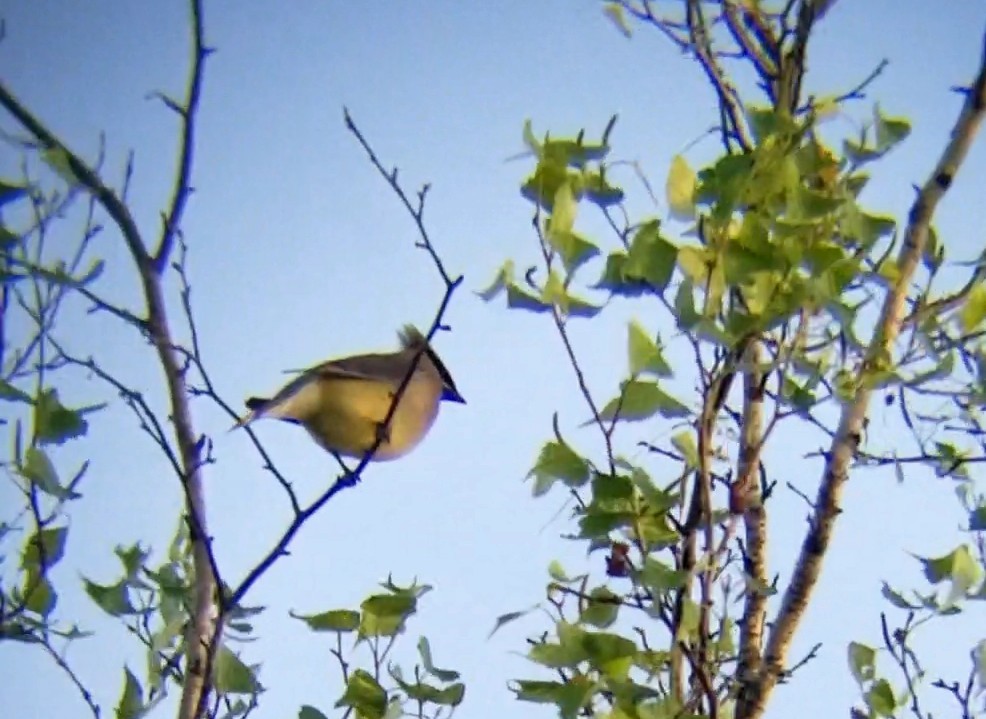 Cedar Waxwing - Jules Pellerin