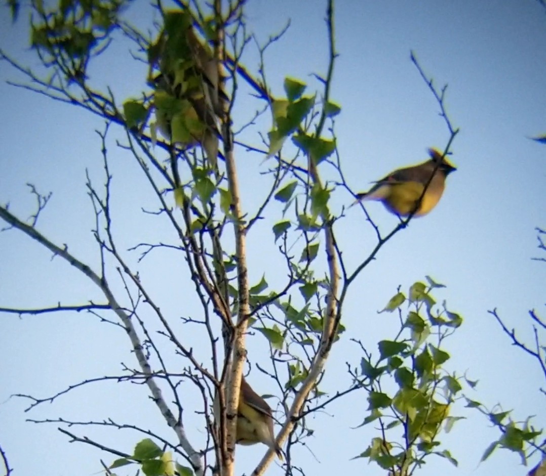 Cedar Waxwing - Jules Pellerin