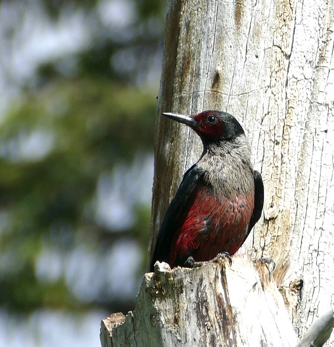 Lewis's Woodpecker - Diane Stinson