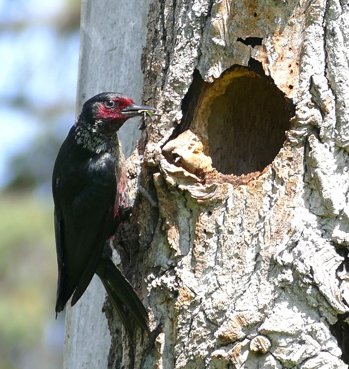 Lewis's Woodpecker - Diane Stinson