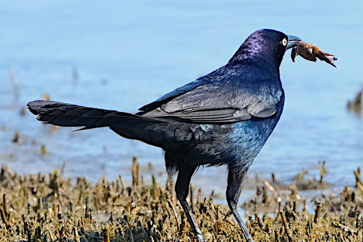 Boat-tailed Grackle - James Bourne