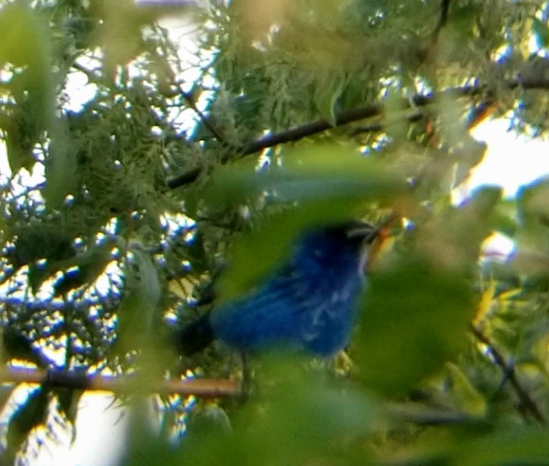 Indigo Bunting - Jules Pellerin