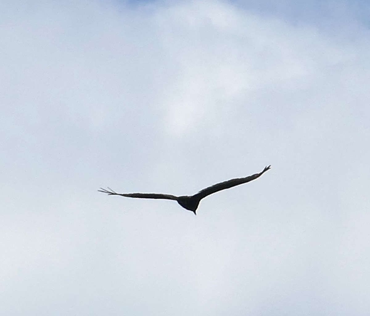 Turkey Vulture - ML619506017