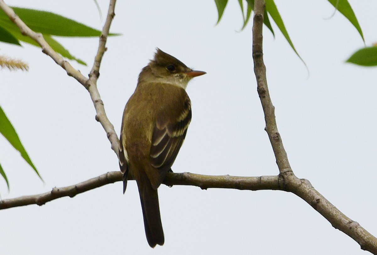 Willow Flycatcher - Michele Chartier